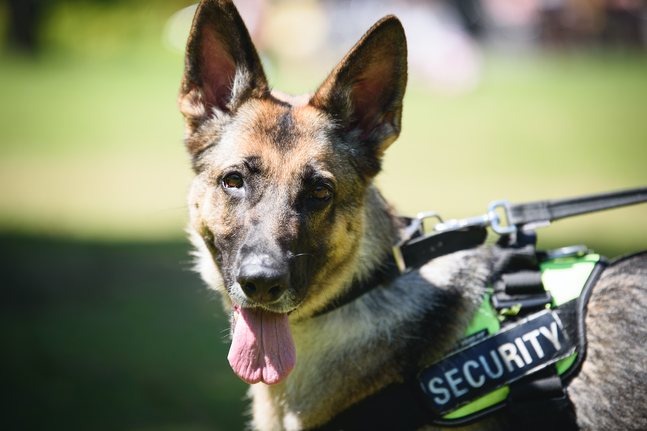 Why Should I Choose Canine Security?